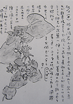 （50％縮小）1978年8月20日付「珍しい花」